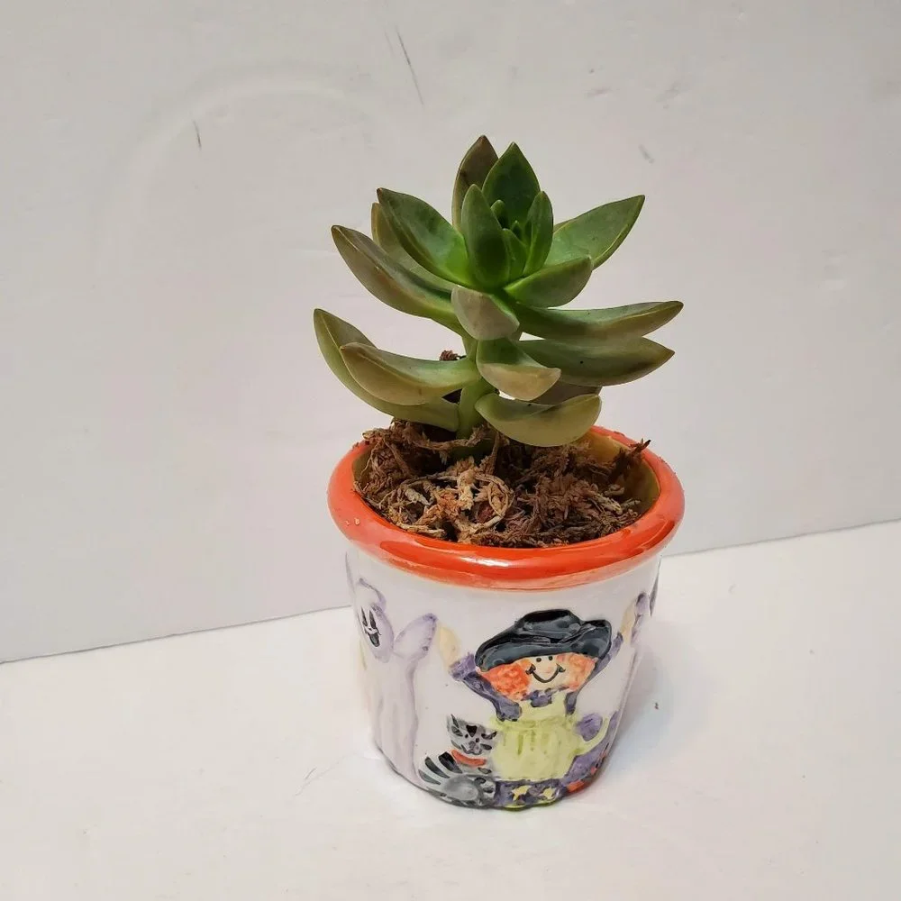 Hand Crafted halloween succulent
